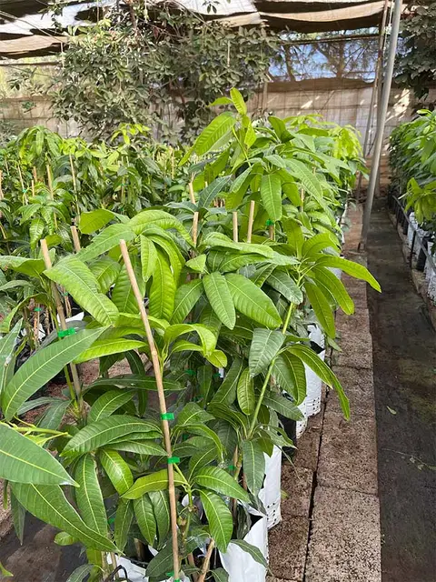 Foto del vivero 1