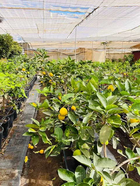Foto del vivero 17