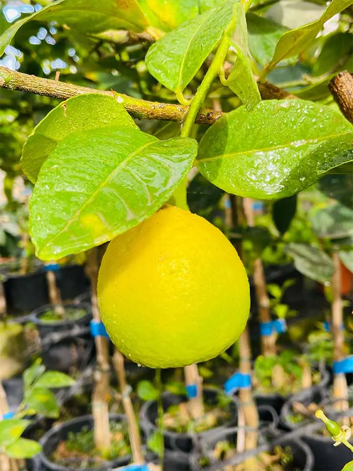 Limón — foto 1