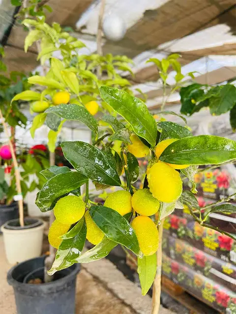 Foto del vivero 26