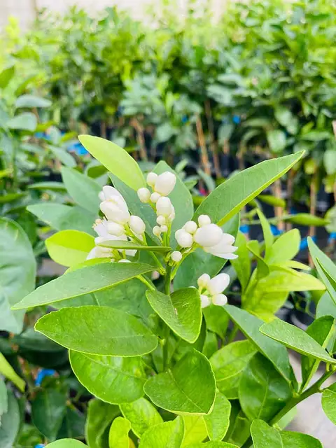 Foto del vivero 30