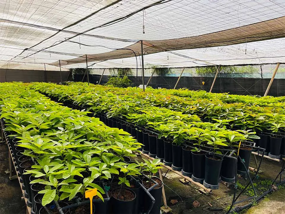Instalaciones de Viveros Agabo Plan