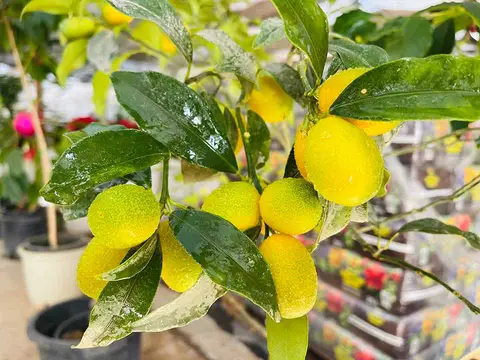 Foto del vivero 48