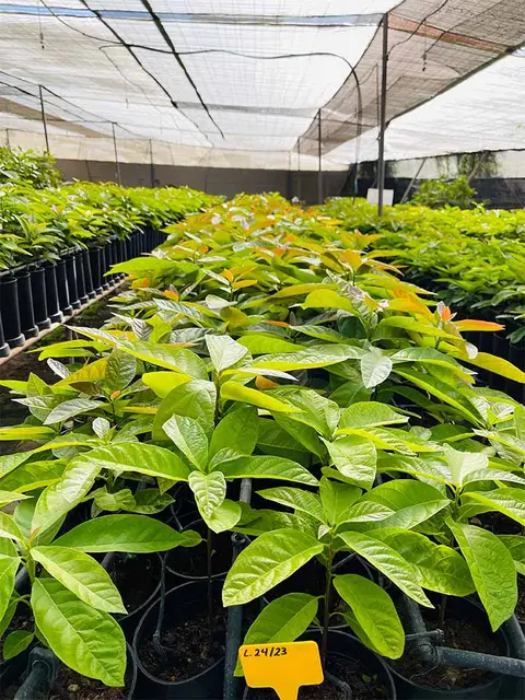Foto del vivero 8